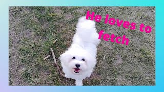 Maltese dog can fetch. by Halus The Maltese 374 views 3 years ago 4 minutes, 36 seconds