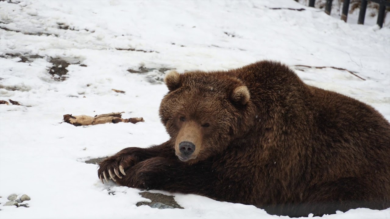 Animal Slide show YouTube