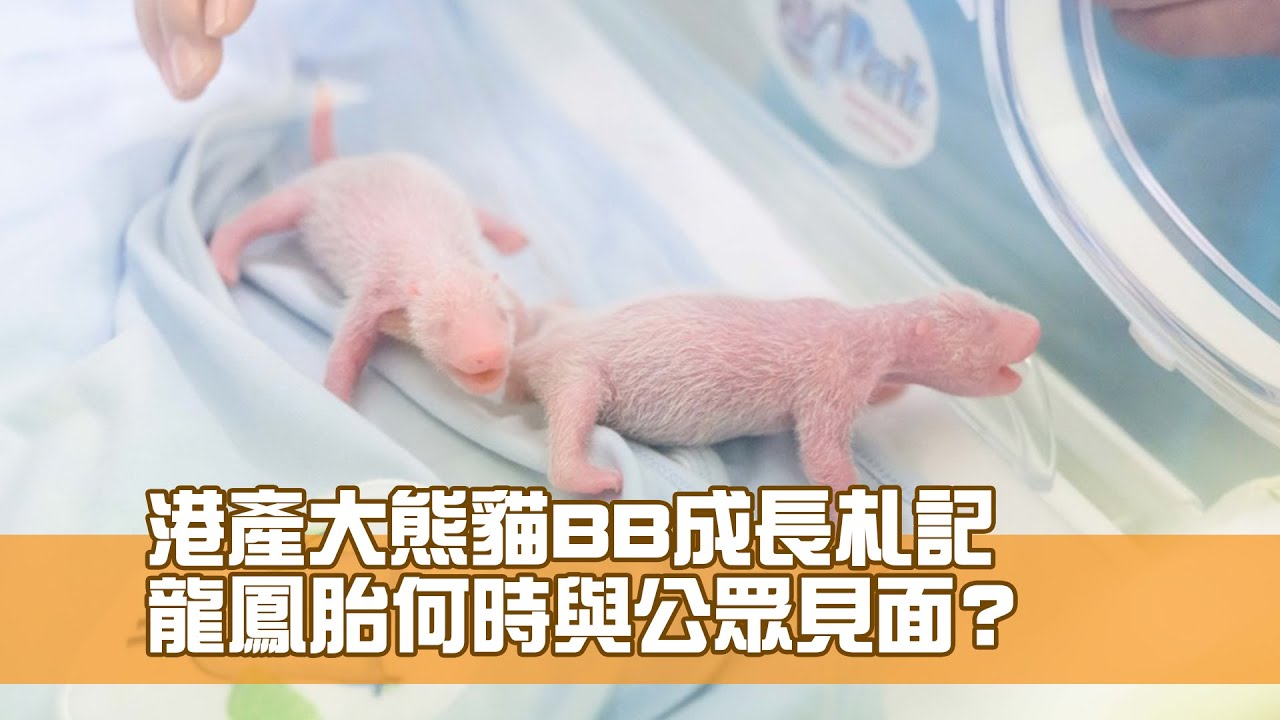 大熊貓｜龍鳳胎現況如何？如何照顧？ 一文睇清港產大熊貓的5件事| 社會民生| 焦點縱覽| 當代中國