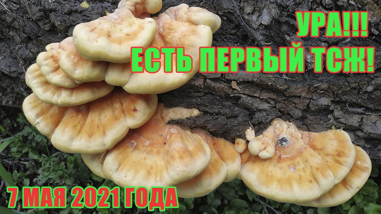 Грибалка в затопленном лесу! Первый ТСЖ!!! Неожиданная находка сморчка настоящего 7 мая 2021 года!