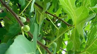 Music:Josef Suk - Serenade for Strings Op. 6 (1892)  #JosefSuk #figtree