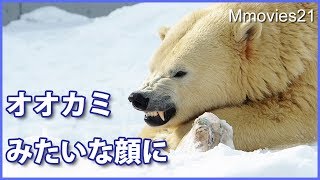 歯に挟まって取れないリラの顔　　ソリへの反応に変化　Polar Bear's face