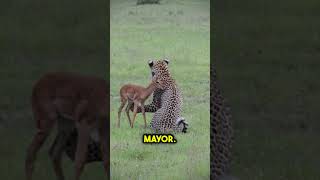 La inteligencia de este leopardo es increíble 🤯 #shorts