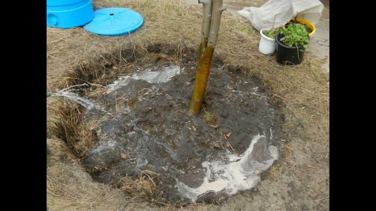 Посадка деревьев и кустарников. Приствольный круг вокруг вишни. Чем подкормить деревья. Полив саженцев деревьев и кустарников. Капельный полив плодовых деревьев.