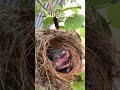 Bulbul Ka Bcha🥠Shortbeta Goviral Shortsfeed Viral Bulbul Ka Bcha🥠Shortbeta Goviral Shortsfeed Viral