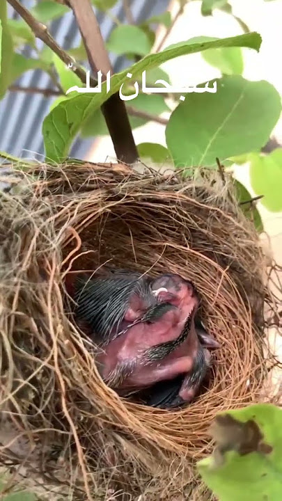 Bulbul ka bcha🥰 #shortbeta #goviral #shortsfeed #viral