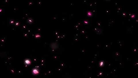 Video Cánh Hoa Rơi Dành Cho Những Ai Làm Video Về  Nhạc