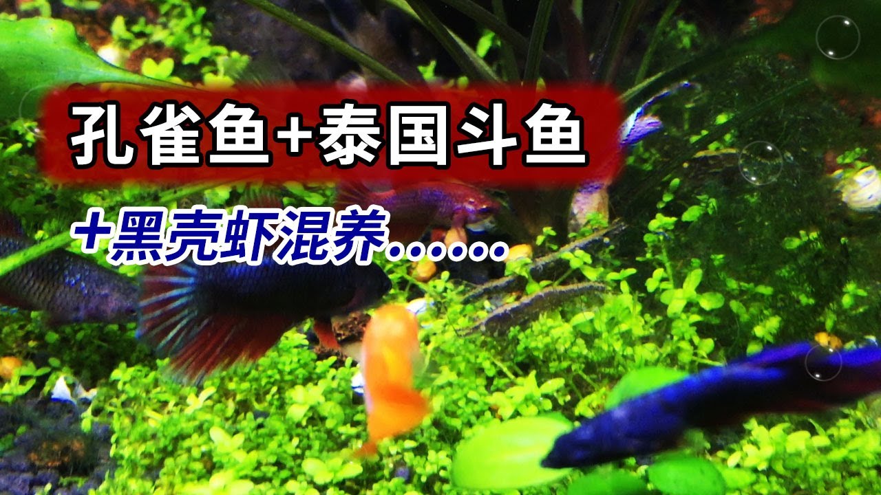 黑殼蝦 孔雀魚 泰國鬥魚的短暫快樂生活 再聊魚蝦混養 Youtube