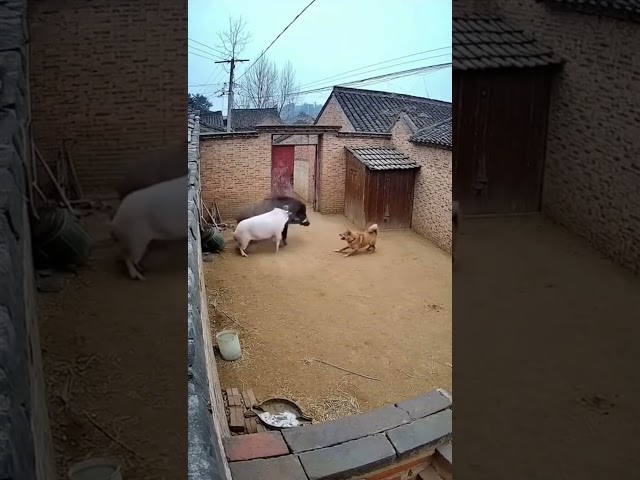 The wild boar was bitten by a domestic pig! #funny #shorts #animals #satisfying #trending
