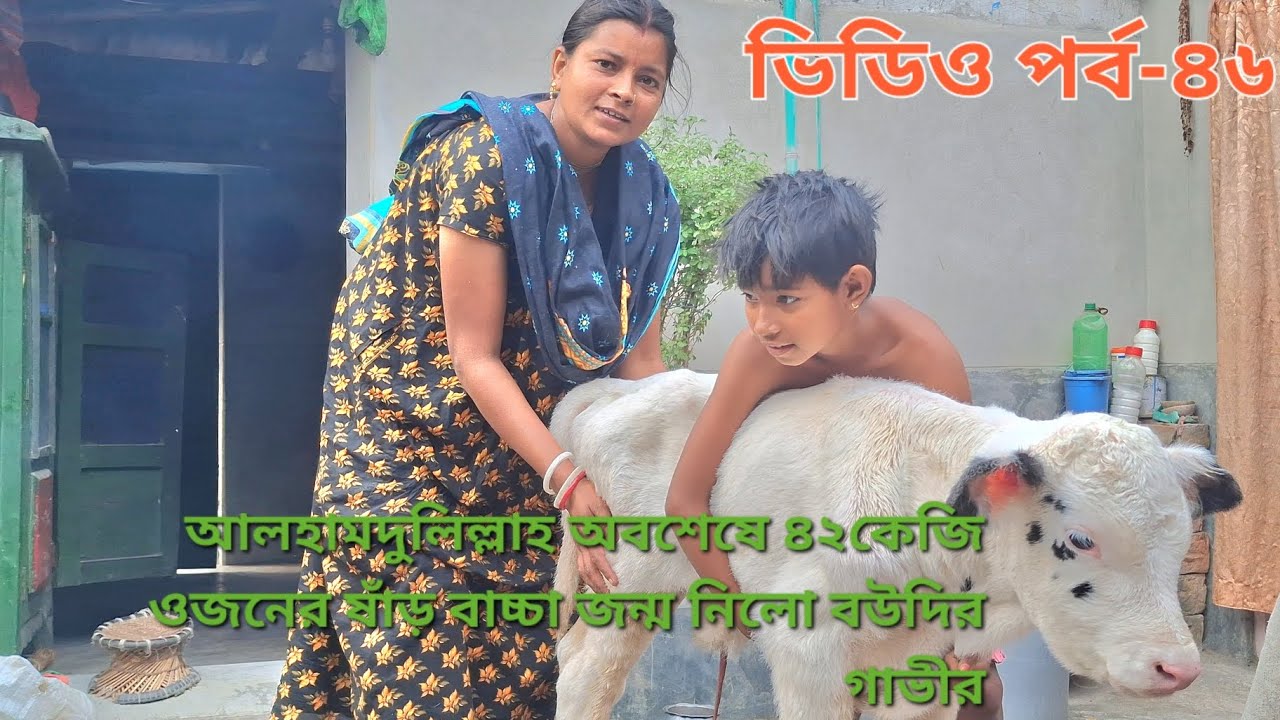 গরু যদি না ভরত তাইলে কসাই কাছে বিক্রি করত?বিস্তারিত দেখুন #cow #viral #animals #livestock #animals 