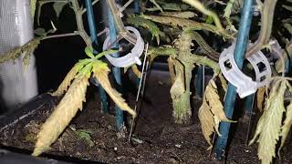 biscotti mintz week 5 4 2 flower, exodus cheese week  5 flower, cheese glookies week 7 flower