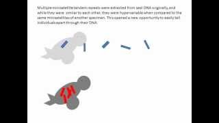 Discovery of hypervariable minisatellites in seal DNA