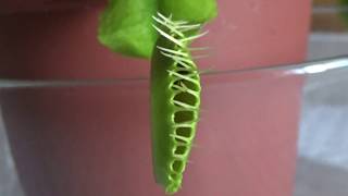 Venus FlyTrap vs Wasp