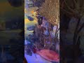 Just keep swimming #fish #fishtank #catchmeifyoucan #sillytank #disneyfishing #livebait #fishes