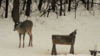 Details Squirrel vs Deer.AVI Guide