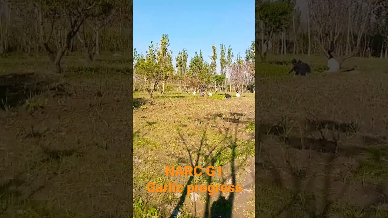 NARC G1 Garlic Progress 2022/Garden Care