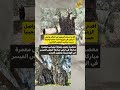 الاردن بلد اقدم شجرة زيتون واقدم معاصر زيتون الأردن زيتون الاردن بلد اقدم شجرة زيتون واقدم معاصر زيتون الأردن زيتون