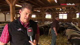 Bad weather means losses for alpine farmers screenshot 4