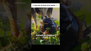 Beda dari yang lain Elang ini Pemakan Keong #shorts #denssop #hewan #cerita