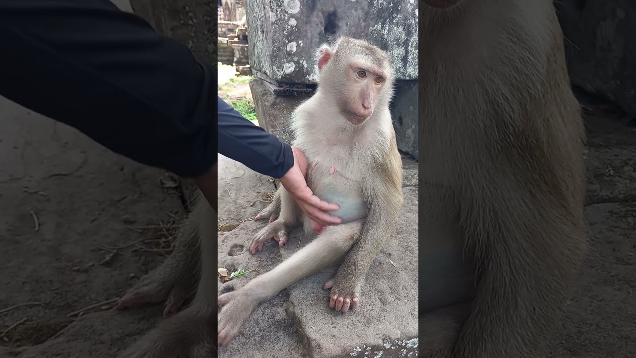 Julee nearly give birth big pregnancy. 