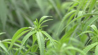 Marijuana could interact with your prescription meds: What you need to know