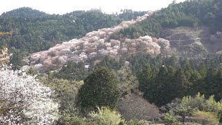 お試し版 | 【吉野山】息をのむほど美しい、神秘の千本桜を巡る〜世界