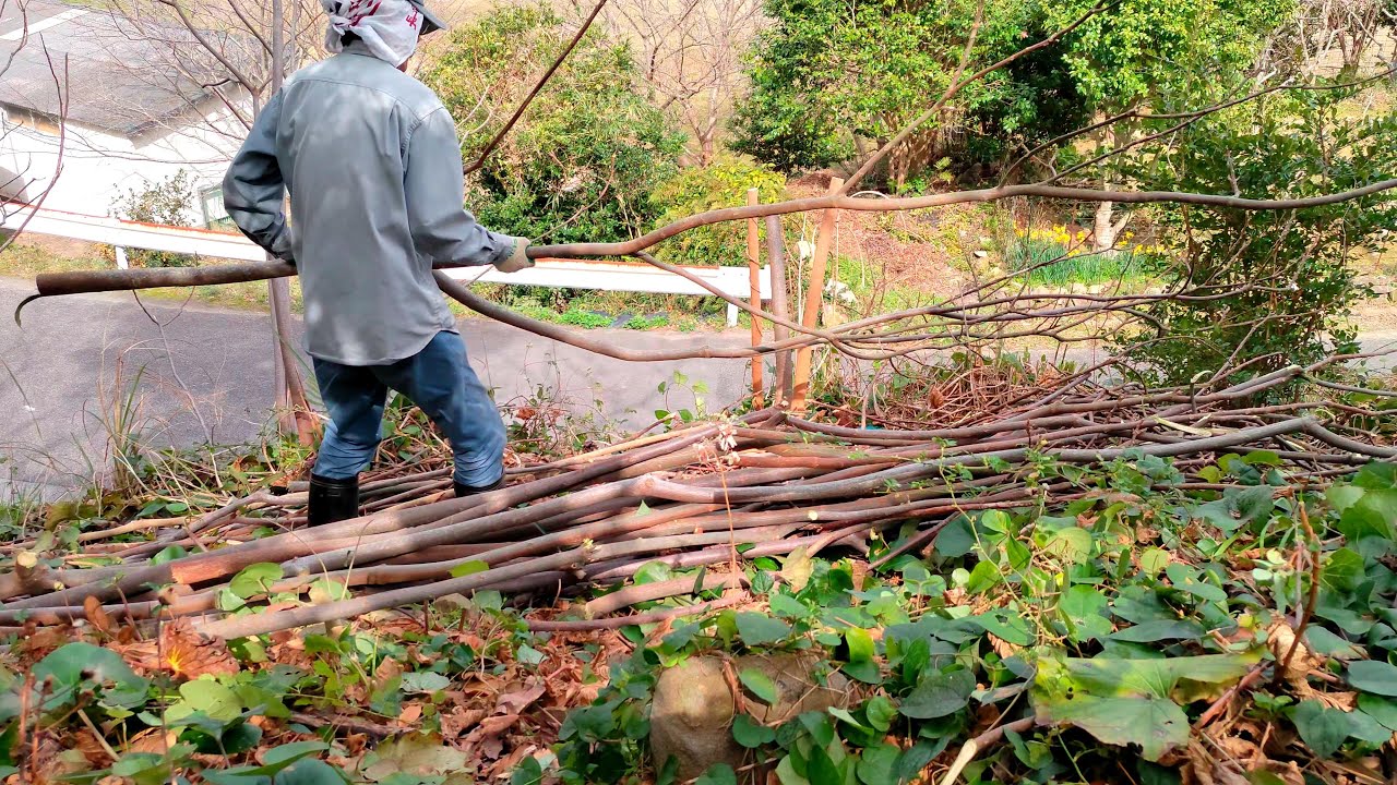 雑木林 伐倒予告