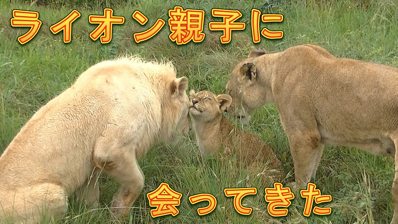 11 ライオン親子に会ってきた Lion Park In South Africa Youtube