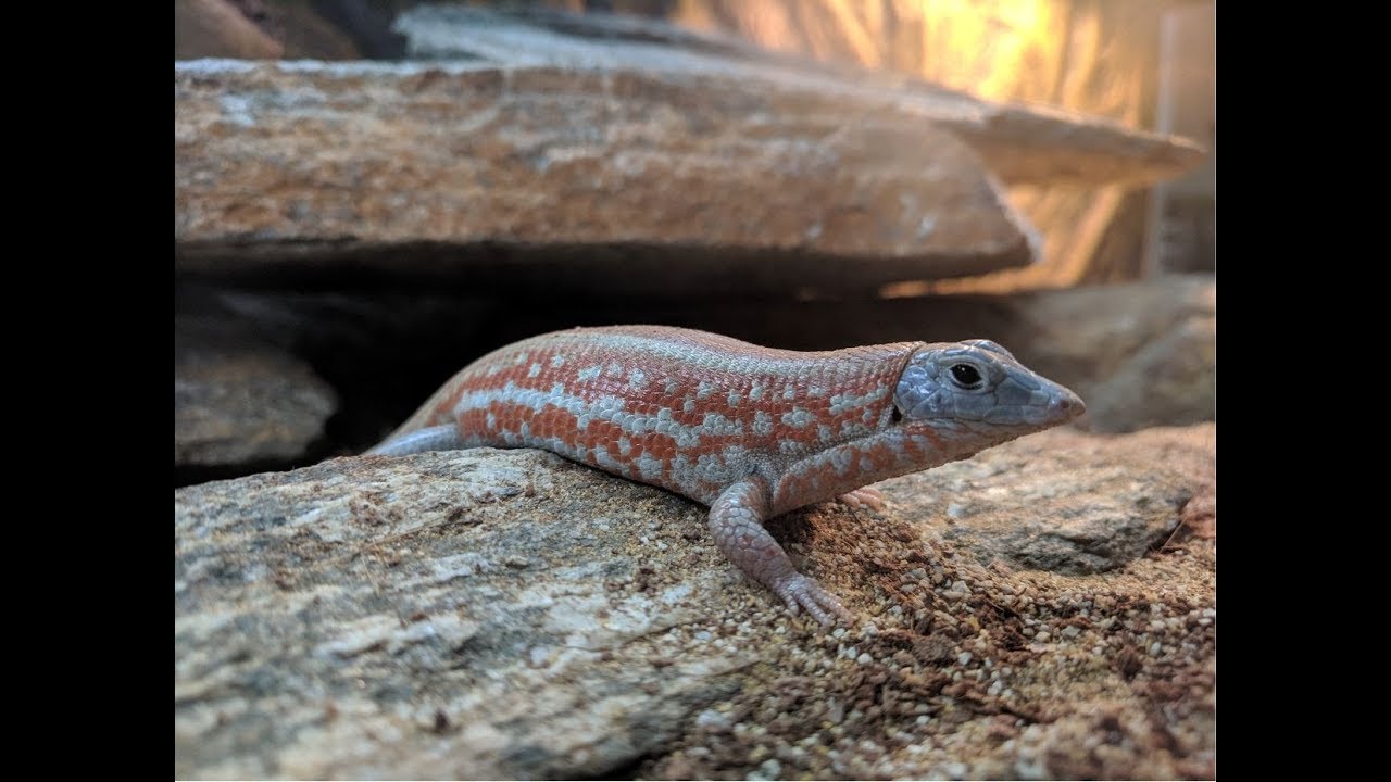 Madagascar Rainbow Rock Lizard