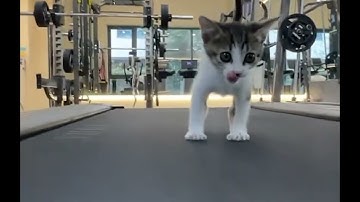 treadmill cat