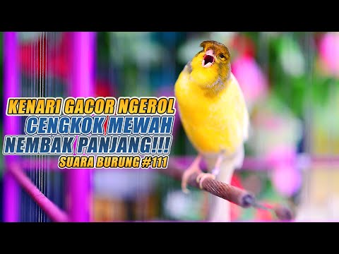 Doraemon (no zoom) terbaru 1 jam