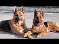 ВНИМАНИЕ!!! Родились Щенки от Дикса и Флаи! ATTENTION!!! Born puppies German Shepherd! Одесса.