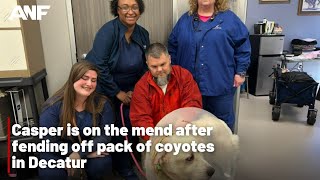 Casper is on the mend after fending off pack of coyotes in Decatur