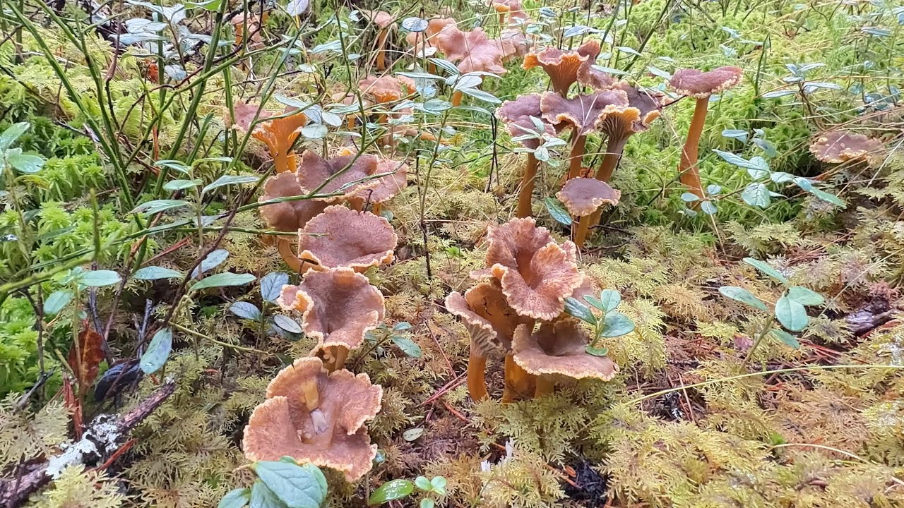 (Rerun) ไฮไลท์สวยๆ ตรงนี้สวยมาก #เห็ดดำ  🇹🇭Trattkantarell 🇸🇪(Cantharellus_Tubaeformis)