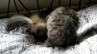 Siberian Cats Playing