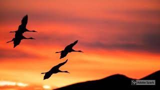 Sandhill Cranes Across America