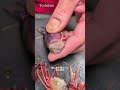 🦐海老好きさん知っていますか?【幻のエビ🦐ブドウエビ】滅多に出会えない希少種💥知ってたら達人級💡#japan #shorts #secret