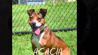Chester County SPCA