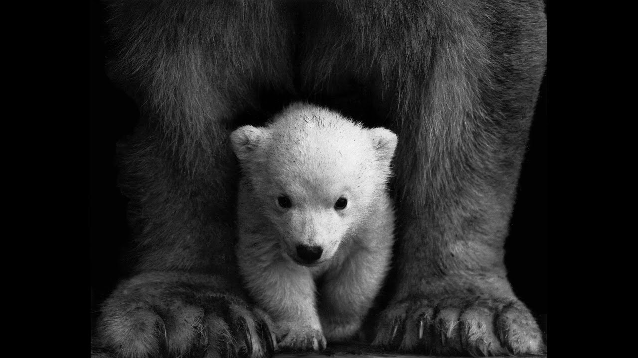 WORLD BIGGEST BROWN BEAR | GIANT BEAR | HIGHEST WEIGHT OF BEAR IN INDIAN FOREST | infopedia_jm