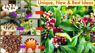 3New & Best Idea:How to grow clove spice plants from seeds|Growing Clove Plant|Laung|New|Diygarden