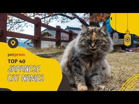 วีดีโอ: ชื่อที่ดีสำหรับแมวผ้าดิบ