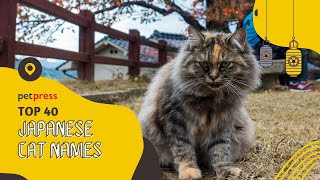 The Top 30 Cutest Japanese Cat Names | PetPress