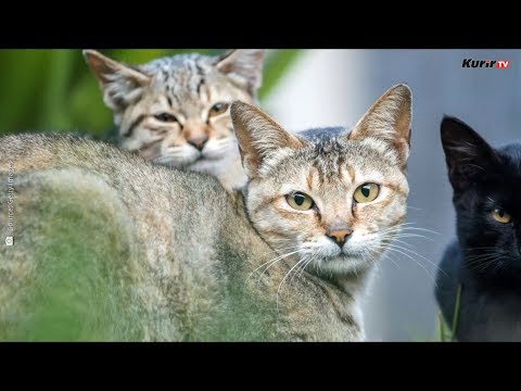 Video: Dijetalno Upravljanje Megakolonom Kod Mačaka - Zatvor Kod Mačaka