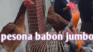 Download Lagu Kamis pon pasar ayam gawok sangat rame penghobi||ada babon jumbo jadi primadona MP3