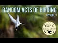 Random Acts of Birding (Episode 2)