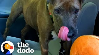 Rescue Dog Learns That Car Rides Mean A McDonald's Cheeseburger | The Dodo