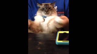 Hello by Adele cat version