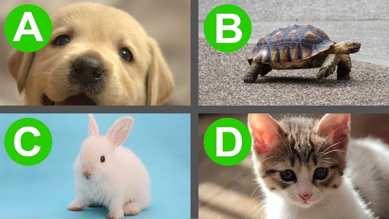 5秒でわかる 世界で最も正確な性格テスト 心理 テスト 簡単 かつ 面白い 5秒でわかる 世界で最も正確な性格テスト 心理 テスト 簡単 かつ 面白い