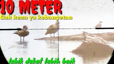 BERBURU BELIBIS morowali//jarak dekat tapi tidak nyangong