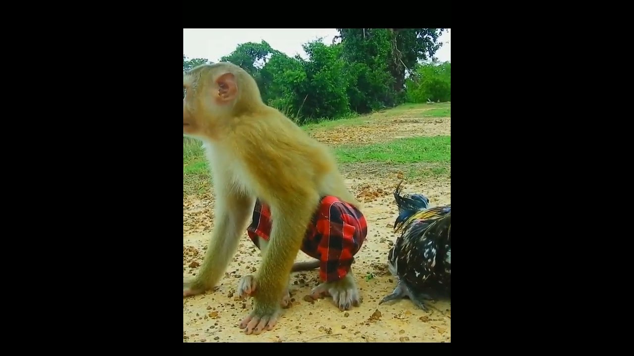 Monkey 🐒 riding dog  go visit chicken